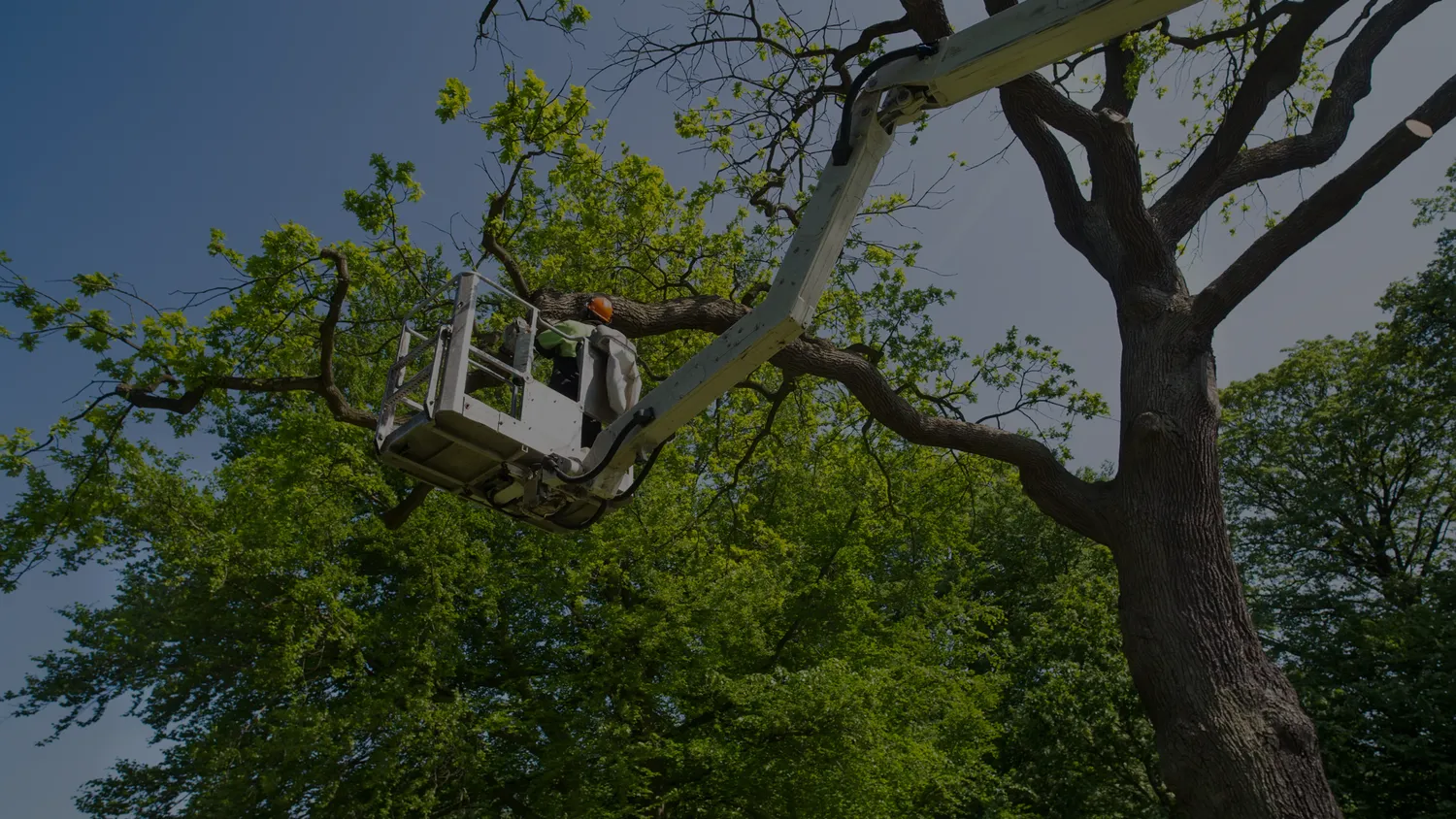 abattage d arbre la roche sur yon
