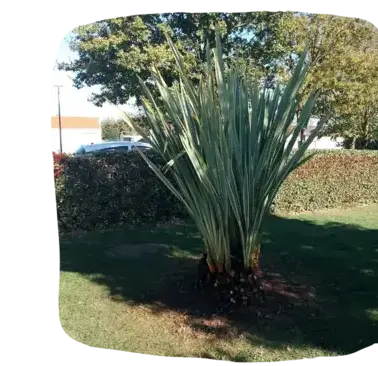 abattage d'arbre Les Herbiers-3