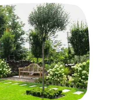abattage d'arbre Talmont-Saint-Hilaire-3