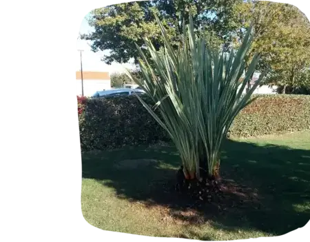 entretien de jardin Tiffauges-4